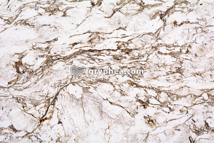 Gneiss (Agly) LPNA x3,5 - gryphea.com